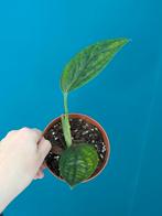 Monstera Peru / Marble Planet, Huis en Inrichting, Kamerplanten, Ophalen of Verzenden, Overige soorten, Minder dan 100 cm