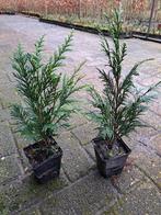 Thuja plicata Martin 30 - 40 cm potgekweekt conifeer, Ophalen, Conifeer, Minder dan 100 cm