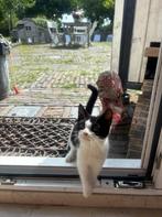 Kitten, Dieren en Toebehoren, Katten en Kittens | Overige Katten, Kater, Kortharig, 0 tot 2 jaar