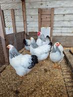 Broedeieren Wyandotte kriel zwart-wit en blauw-wit columbia, Dieren en Toebehoren, Pluimvee, Geslacht onbekend, Kip