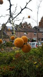 Wilde citroen boom Poncirus trifoliata vers zaad, Tuin en Terras, Planten | Fruitbomen, Minder dan 100 cm, Lente, Volle zon, Ophalen of Verzenden
