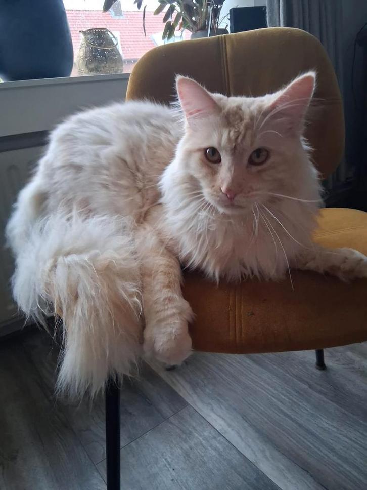 Maine coon kater., Dieren en Toebehoren, Katten en Kittens | Raskatten | Langhaar, Kater, 0 tot 2 jaar, Ontwormd, Ingeënt