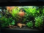SNEL WEG!Compleet ingedraaid Juwel Aquarium 70L incl vissen, Ophalen, Zo goed als nieuw, Gevuld zoetwateraquarium
