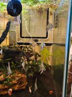 Maanvis pinoy blue, Dieren en Toebehoren, Vis