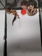 Luipaardgecko, Dieren en Toebehoren, Reptielen en Amfibieën, 0 tot 2 jaar