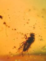 Birmees Amber (L2) met insluiting van onbekend vliegend inse, Verzenden, Fossiel