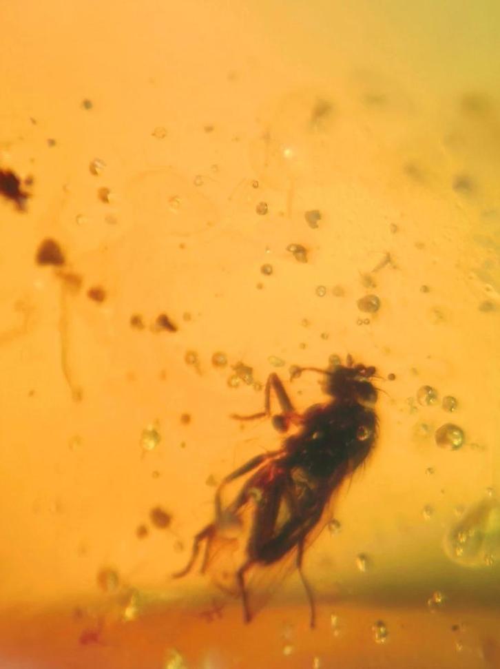 Birmees Amber (L2) met insluiting van onbekend vliegend inse, Verzamelen, Mineralen en Fossielen, Fossiel, Verzenden