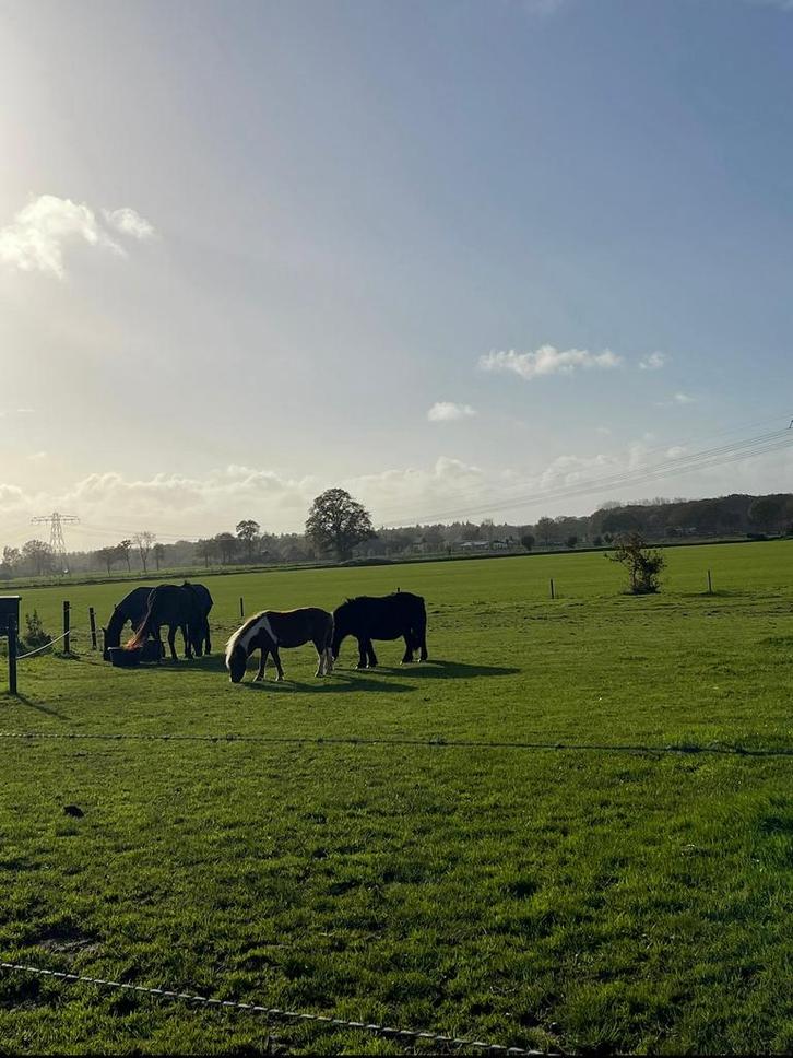 Gezocht: lieve, betrouwbare rijpony D/E, tijdelijk plekje, Dieren en Toebehoren, Stalling en Weidegang, Stalling, Weidegang, 2 of 3 paarden of pony's