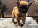 Shiba inu teefje, Overige rassen, 8 tot 15 weken, Meerdere, Meerdere dieren