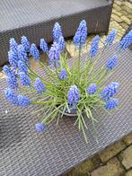 Blauwe Druifjes, Ophalen of Verzenden, Najaar, Volle zon, Zaad