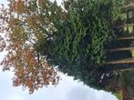 Kerstgroen coniferen spar den, Tuin en Terras, Ophalen