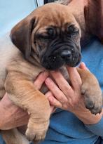 Boerboel pups, Dieren en Toebehoren, Overige rassen, CDV (hondenziekte), 8 tot 15 weken, Meerdere