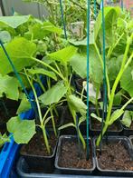 Plant   KOMKOMMER AUBERGIN TOMAAT BIBER aci Tatli stek fidan, Volle zon, Groenteplanten, Eenjarig, Ophalen of Verzenden