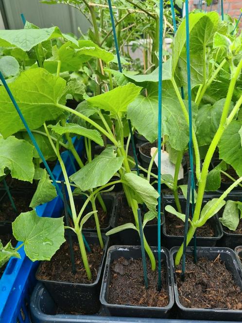 Plant   KOMKOMMER AUBERGIN TOMAAT BIBER aci Tatli stek fidan, Tuin en Terras, Planten | Tuinplanten, Eenjarig, Groenteplanten