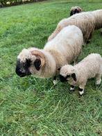 Walliser schwarznase ooi, Dieren en Toebehoren, Schapen, Geiten en Varkens, Vrouwelijk, Schaap