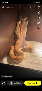 Boa imperator, Dieren en Toebehoren, Slang, 3 tot 6 jaar