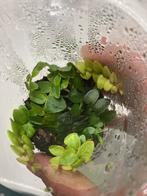 Terrariumplant Marcgravia, Ophalen of Verzenden