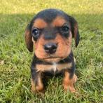 Beagle x Cocker Spaniel pups – mogen 26 sept mee, Dieren en Toebehoren, Nederland, CDV (hondenziekte), 8 tot 15 weken, Meerdere