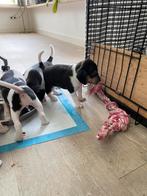 Kruising Beagle x Boerenfox pups, Dieren en Toebehoren, Honden | Niet-rashonden, CDV (hondenziekte), Particulier, Meerdere, 8 tot 15 weken