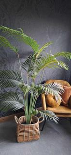 Namaakplant, Ophalen, In pot, Halfschaduw, 150 tot 200 cm