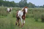 Lieve tinkers, Dieren en Toebehoren, Zadelmak, 3 tot 6 jaar, B pony (1.17m tot 1.27m), Meerdere dieren