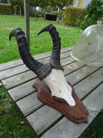 diverse geweien geweitjes hoorns Afrikaanse bok, Ophalen, Beeldje of Figuurtje