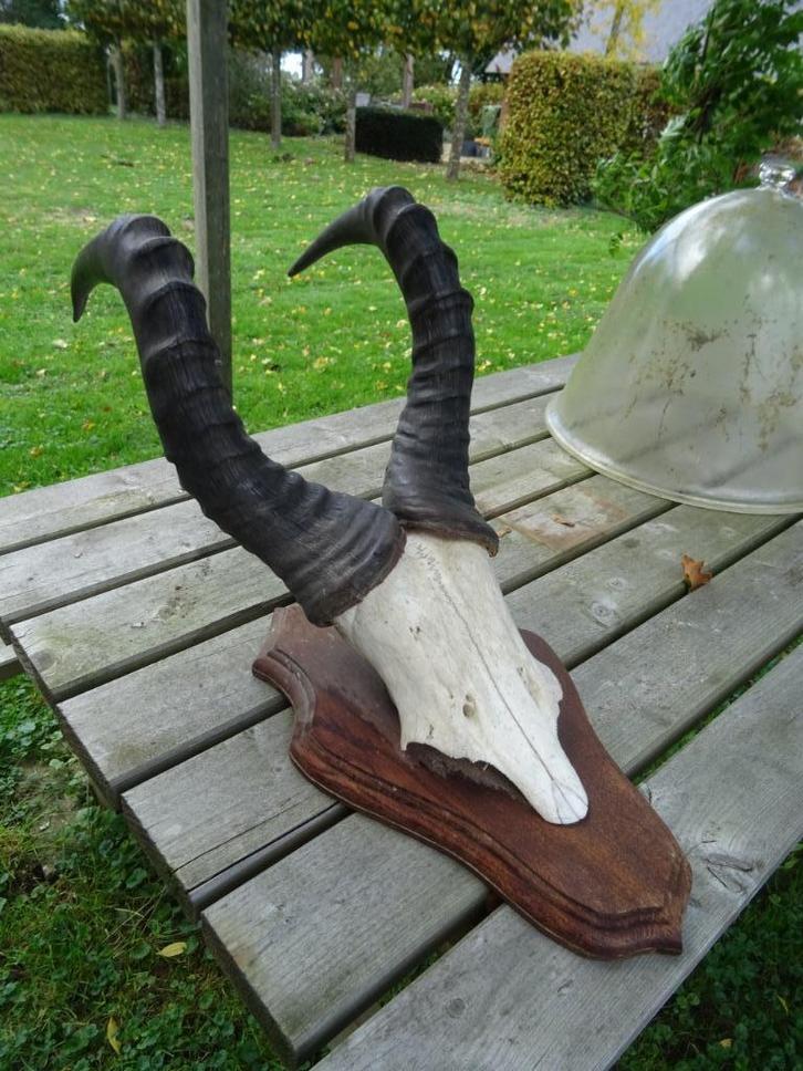 diverse geweien geweitjes hoorns Afrikaanse bok, Verzamelen, Dierenverzamelingen, Beeldje of Figuurtje, Ophalen