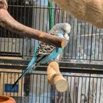 Engelse grasparkieten, Dieren en Toebehoren, Meerdere dieren, Parkiet, Tam