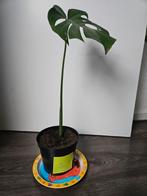 Monstera stek, Huis en Inrichting, Kamerplanten, Ophalen, Overige soorten, Halfschaduw, In pot