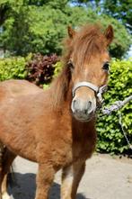 Appaloosa merrie 2 jaar, Dieren en Toebehoren, Pony's, Gechipt, Dressuurpony, 0 tot 2 jaar, Meerdere dieren