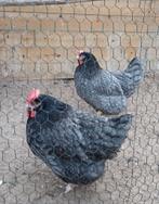 4 Marans kippen., Dieren en Toebehoren, Meerdere dieren, Kip