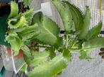 Kananchoë Bommenwerper Plant, Ophalen, Halfschaduw, Minder dan 100 cm