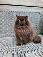 Dekkater beschikbaar . Niet te koop!!!, Dieren en Toebehoren, Katten en Kittens | Dekkaters