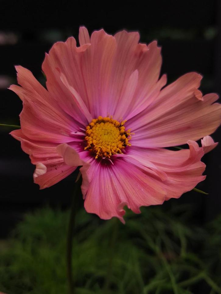 Cosmea apricotta zaden, Tuin en Terras, Bloembollen en Zaden, Zaad, Voorjaar, Volle zon, Ophalen of Verzenden