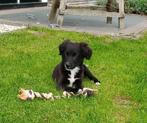 Unieke friese stabij x nova scotia duck tolling pups, Overige rassen, 8 tot 15 weken, CDV (hondenziekte), Meerdere dieren
