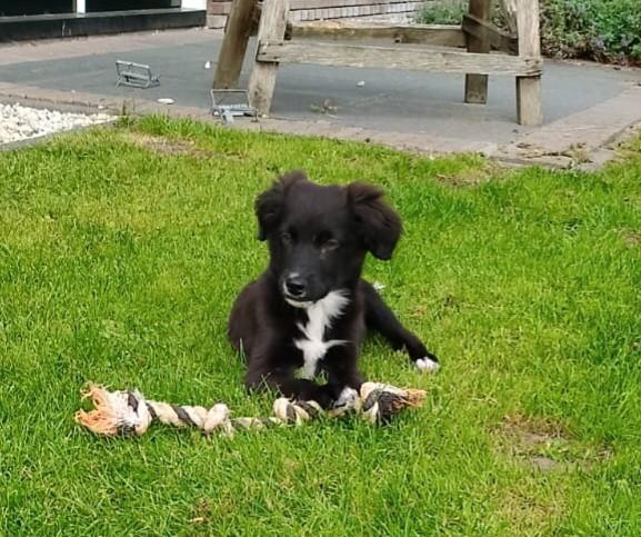 Unieke friese stabij x nova scotia duck tolling pups, Dieren en Toebehoren, Honden | Retrievers, Spaniëls en Waterhonden, Meerdere dieren