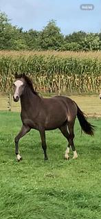 Welsh pony's sectie B, Dieren en Toebehoren, Pony's, Merrie, C pony (1.27m tot 1.37m), Gechipt