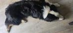 Australian shepherds puppies, Dieren en Toebehoren, Honden | Herdershonden en Veedrijvers, Rabiës (hondsdolheid), 8 tot 15 weken