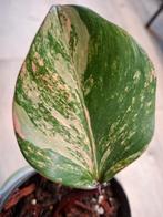 Philodendron strawberry shake stek, Ophalen, Halfschaduw, Minder dan 100 cm