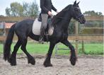 Bloedmooie, goudeerlijke 100 % correcte Friese dame, Dieren en Toebehoren, B, 3 tot 6 jaar, 160 tot 165 cm, Recreatiepaard