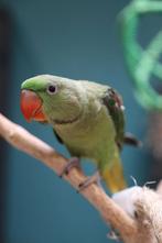 Jonge Alexander Parkiet | Handtam | Rustig, Meerdere dieren, Parkiet, Pratend