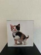Kitten poster/schilderij, Antiek en Kunst, Kunst | Schilderijen | Modern, Ophalen of Verzenden