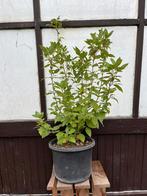 Tinus Potgekweekt - Verschillende hoogtes, Tuin en Terras, Planten | Bomen, Ophalen