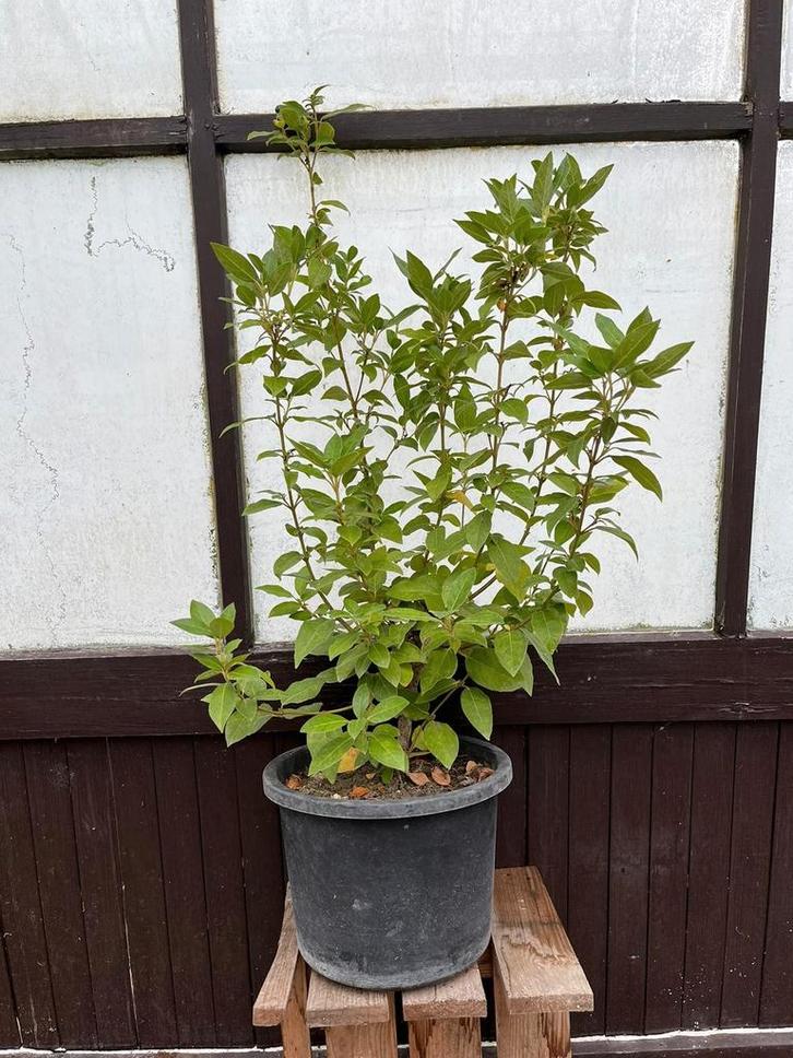 Tinus Potgekweekt - Verschillende hoogtes, Tuin en Terras, Planten | Bomen, Ophalen