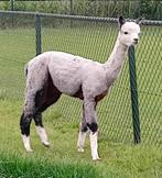 alpaca hengst, Dieren en Toebehoren, Juni, Mannelijk