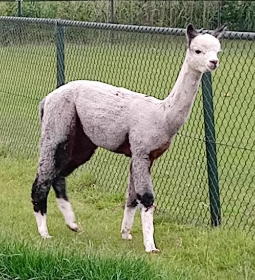 alpaca hengst, Dieren en Toebehoren, Overige Dieren, Mannelijk, Juni