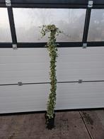 hedera glacier  kleinbladig zilverbont mooie kwaliteit, Ophalen of Verzenden, Klimplanten, Halfschaduw