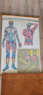 Schoolplaat spieren en anatomie jaren 30, Antiek en Kunst, Natuur en Biologie, Ophalen of Verzenden