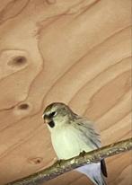 witstuit barmsijs man, Dieren en Toebehoren, Mannelijk, Wildzangvogel, Geringd