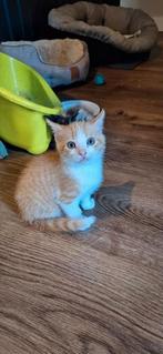 Rode kitten 8 weken, Dieren en Toebehoren, Poes